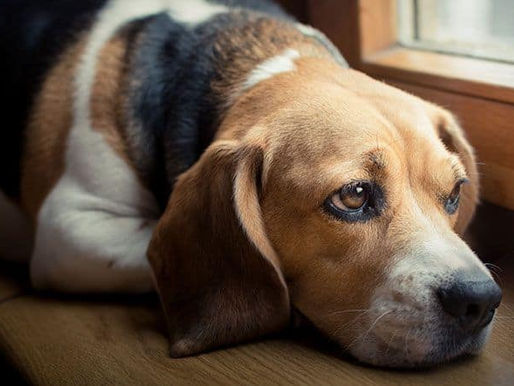 Aversive Training, why is it bad for my dog ?