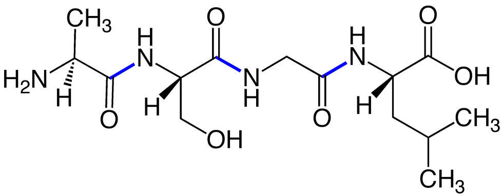 Peptide_Bonds_Tetrapeptide by Jü https://commons.wikimedia.org/wiki/File:Peptide_Bonds_Tetrapeptide_V.1.png, Creative Commons CC0 1.0 Universal Public Domain Dedication