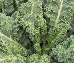 Desiderata Ranch Kale