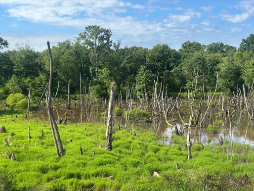 Notes from the Field: Springtime Monitoring