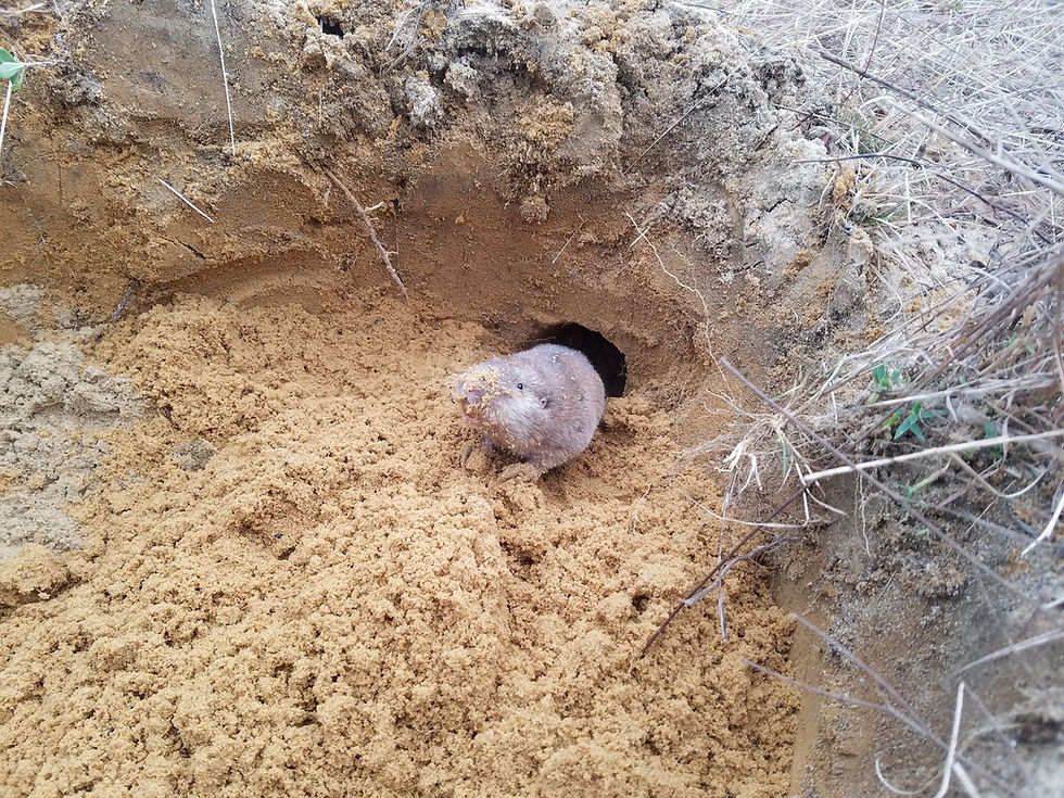 Species Spotlight: Southeastern Pocket Gopher (Geomys pinetis)