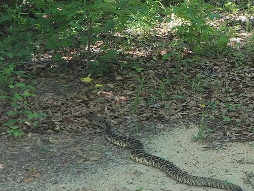 Species Spotlight: Eastern Diamondback Rattlesnake (Crotalus adamanteus)