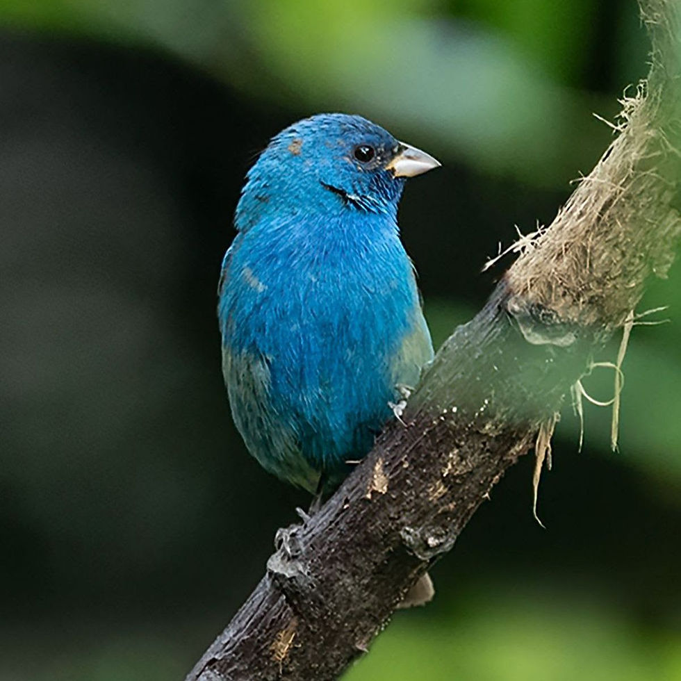 Bird Hike at Two Swallows Farm - 3/28/26