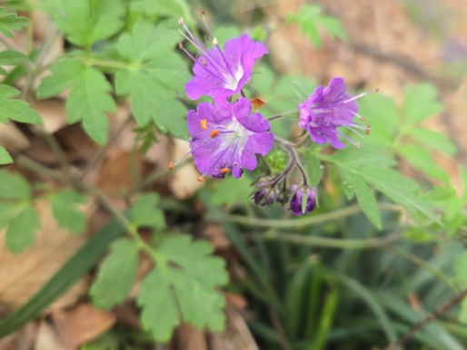 Species Spotlight: Fernleaf Phacelia (Phacelia bipinnatifida)