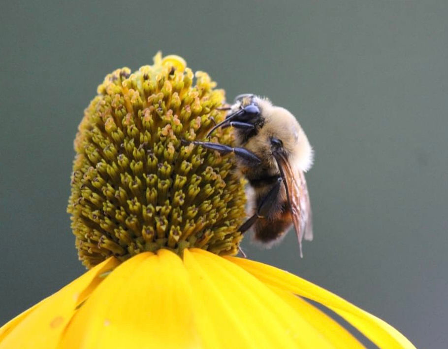 Resting bee