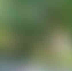 Branch on house Cincinnati