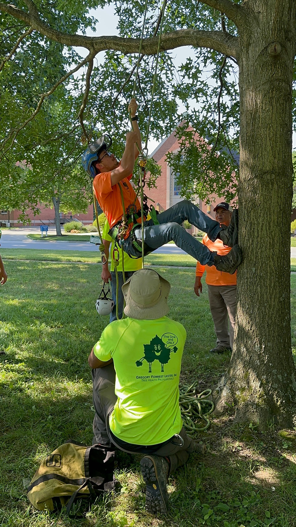 Person in orange climbs a rope on a tree, assisted by others in bright hats and shirts. Background shows green grass and a brick building.