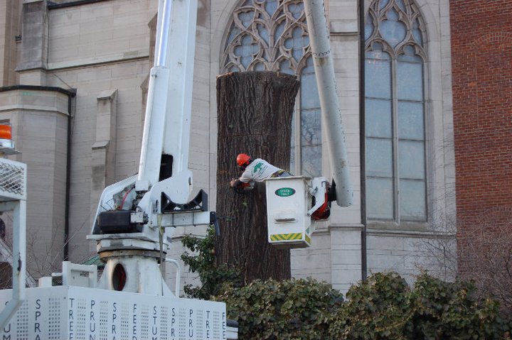 Church tree removal