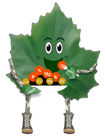 Lester Leaf
