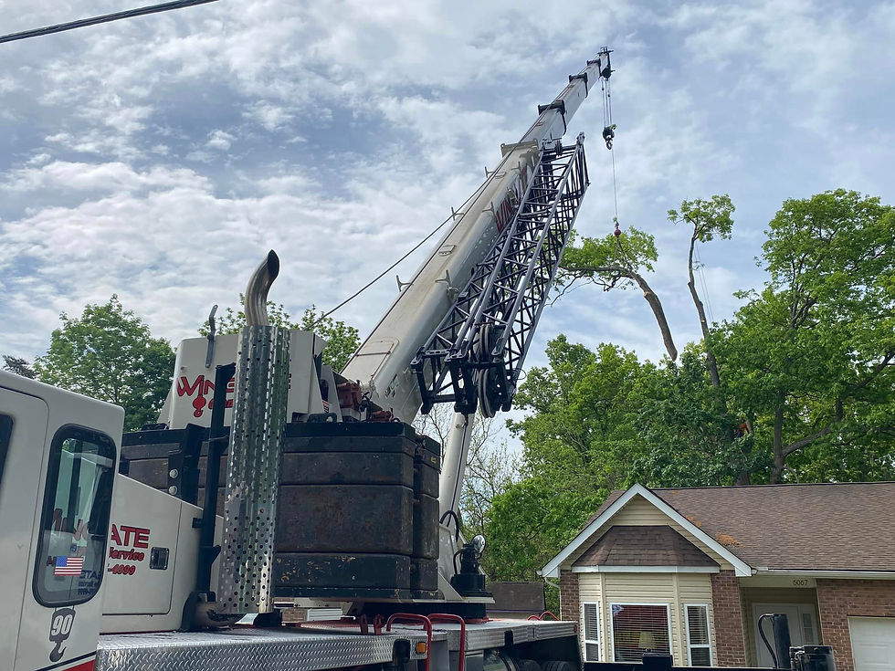 Crane Assisted Tree Removal