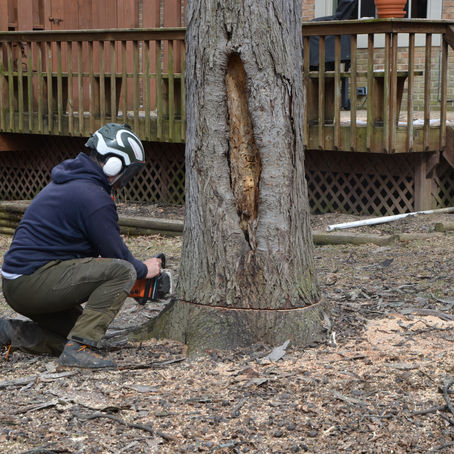 Common Reasons for Tree Removal