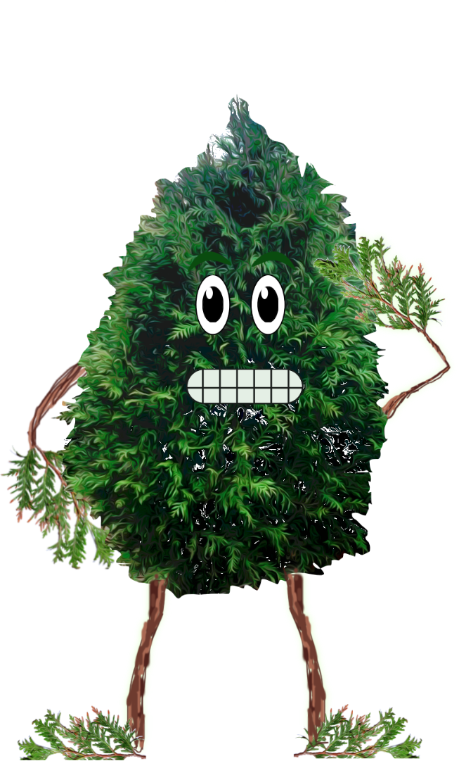 Concerned Evergreen Tree