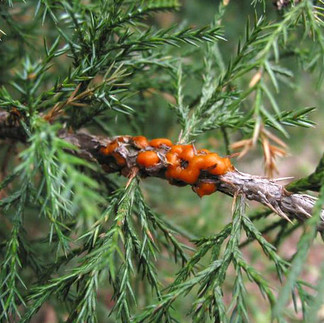Juniper with Cedar Apple Rust