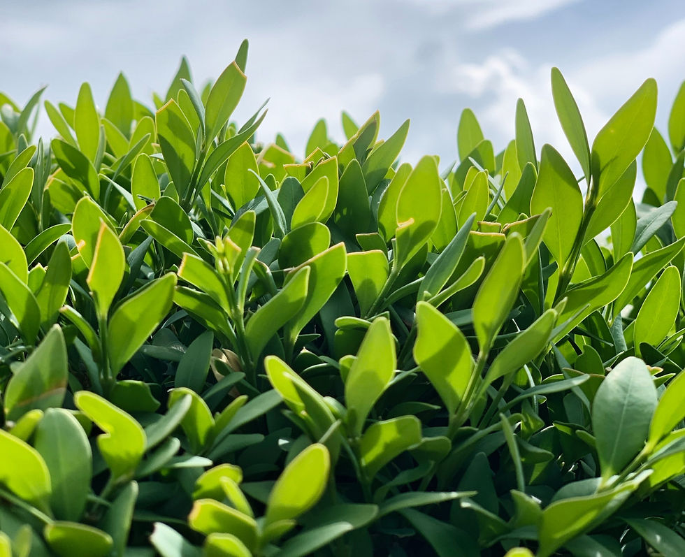 Boxwood