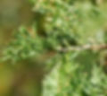 Eastern Red Cedar