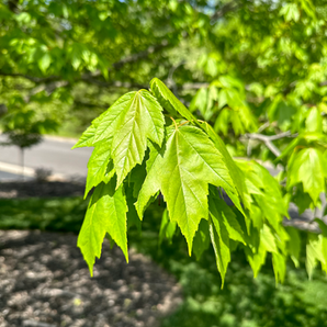 Healthy Maple Leaves