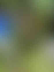 Arborist Training Cincinnati