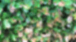 Boxwood Blight