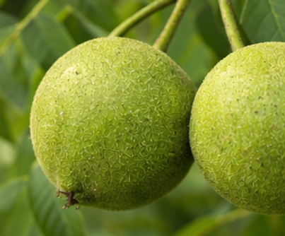 black_walnut_fruit.png