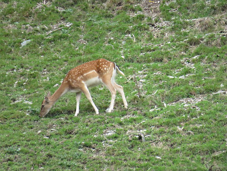 IMG_2404.JPG