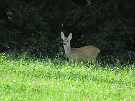 IMG_2596.JPG