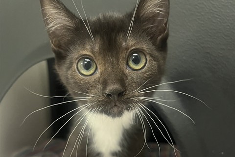 Black and white kitten with wide eyes and long whiskers standing on a striped blanket_