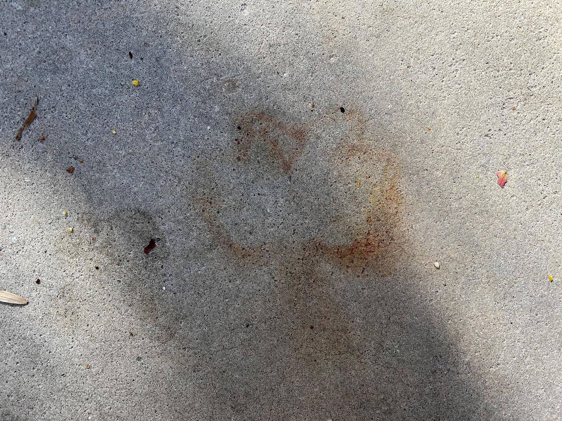 leaf impression on concrete