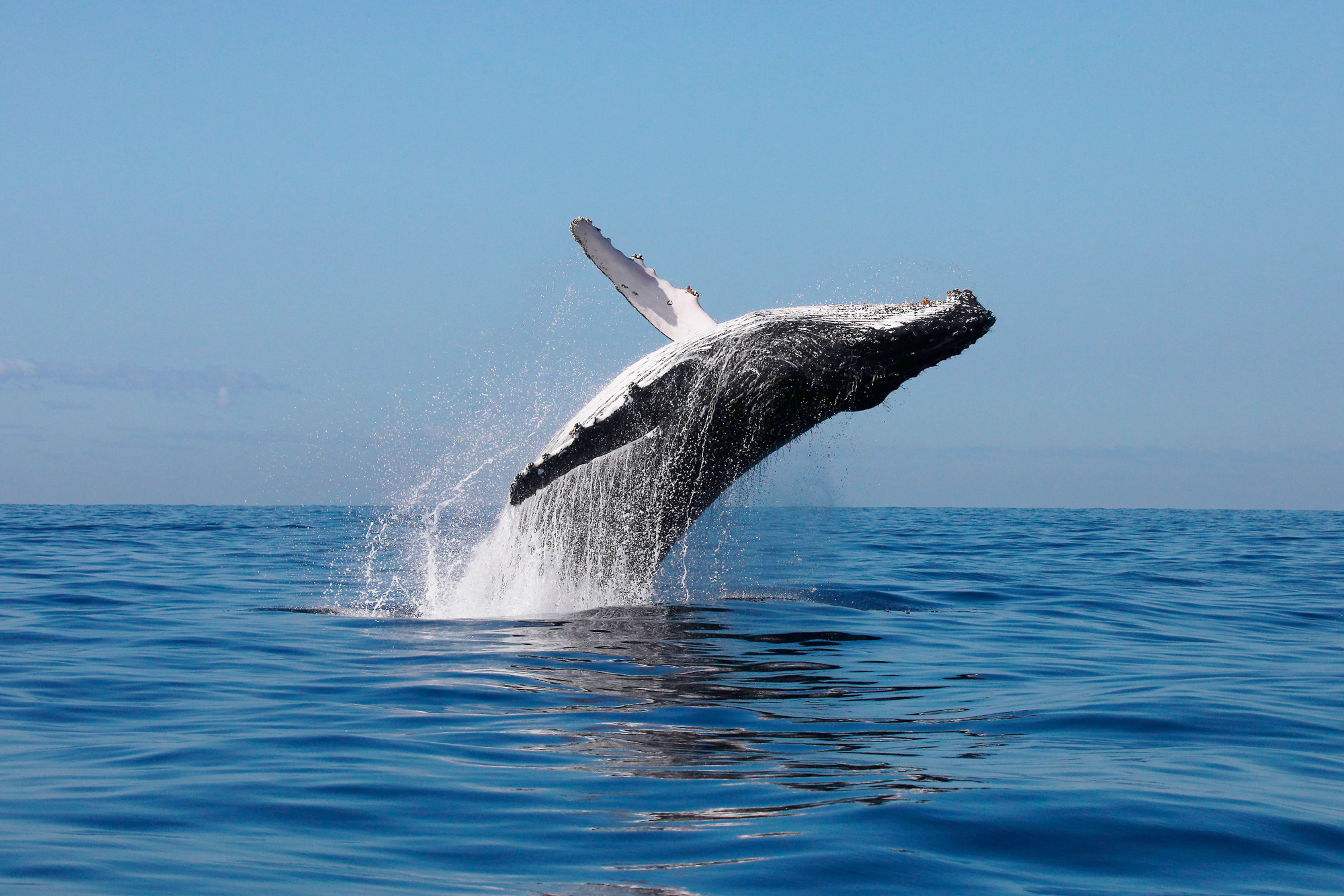 Whale 1