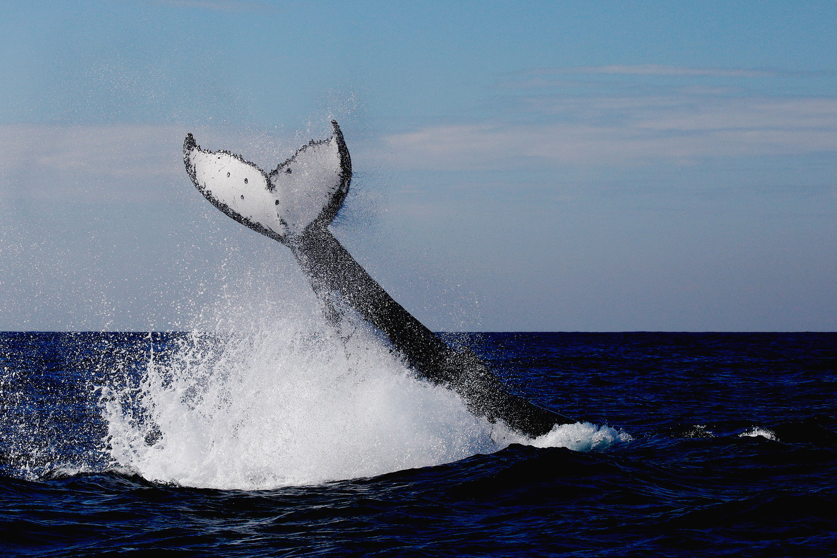 Whale 6