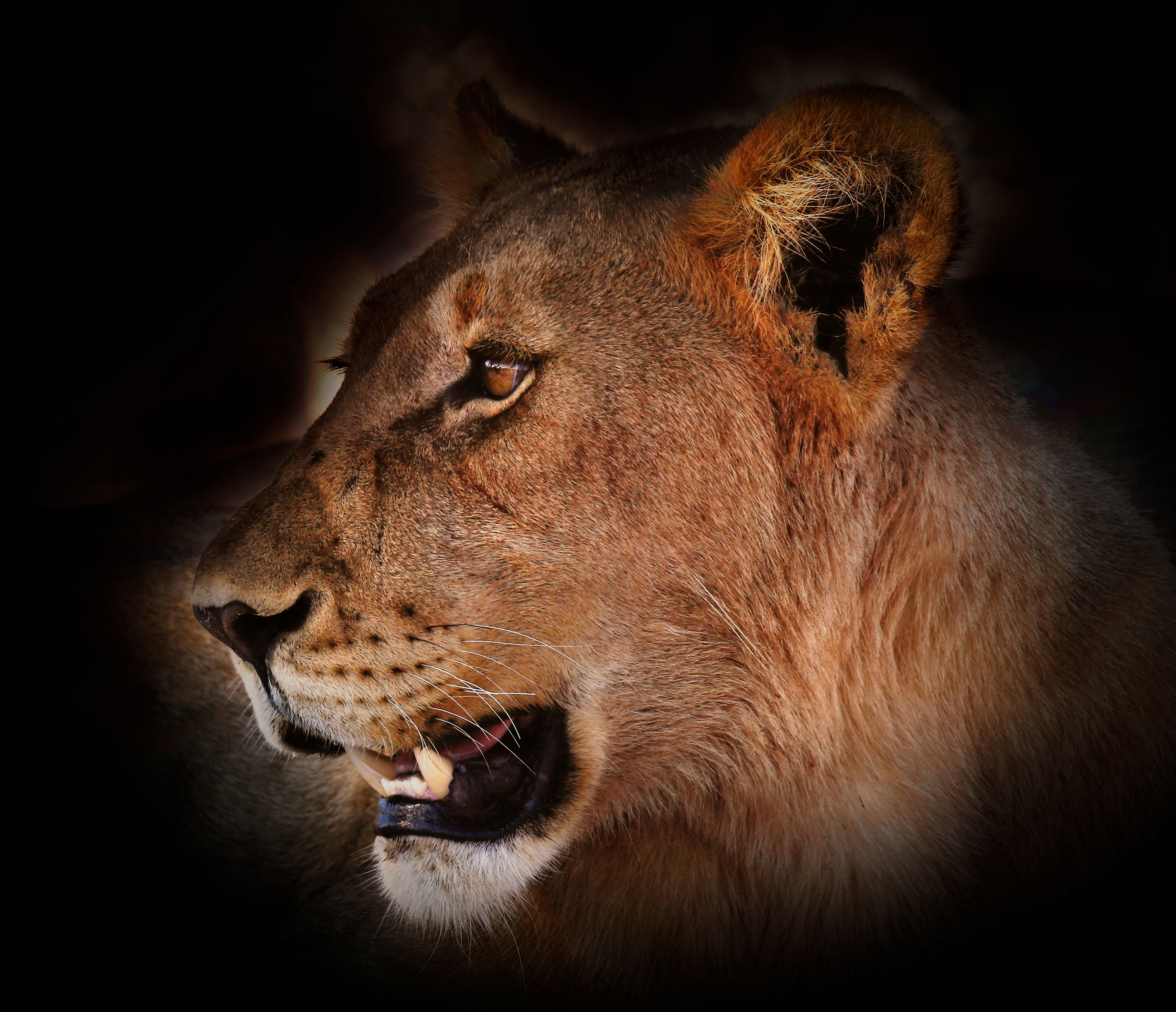 Namibian Lioness 2
