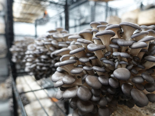 Blue Oyster Growing Merit Mushrooms.JPG