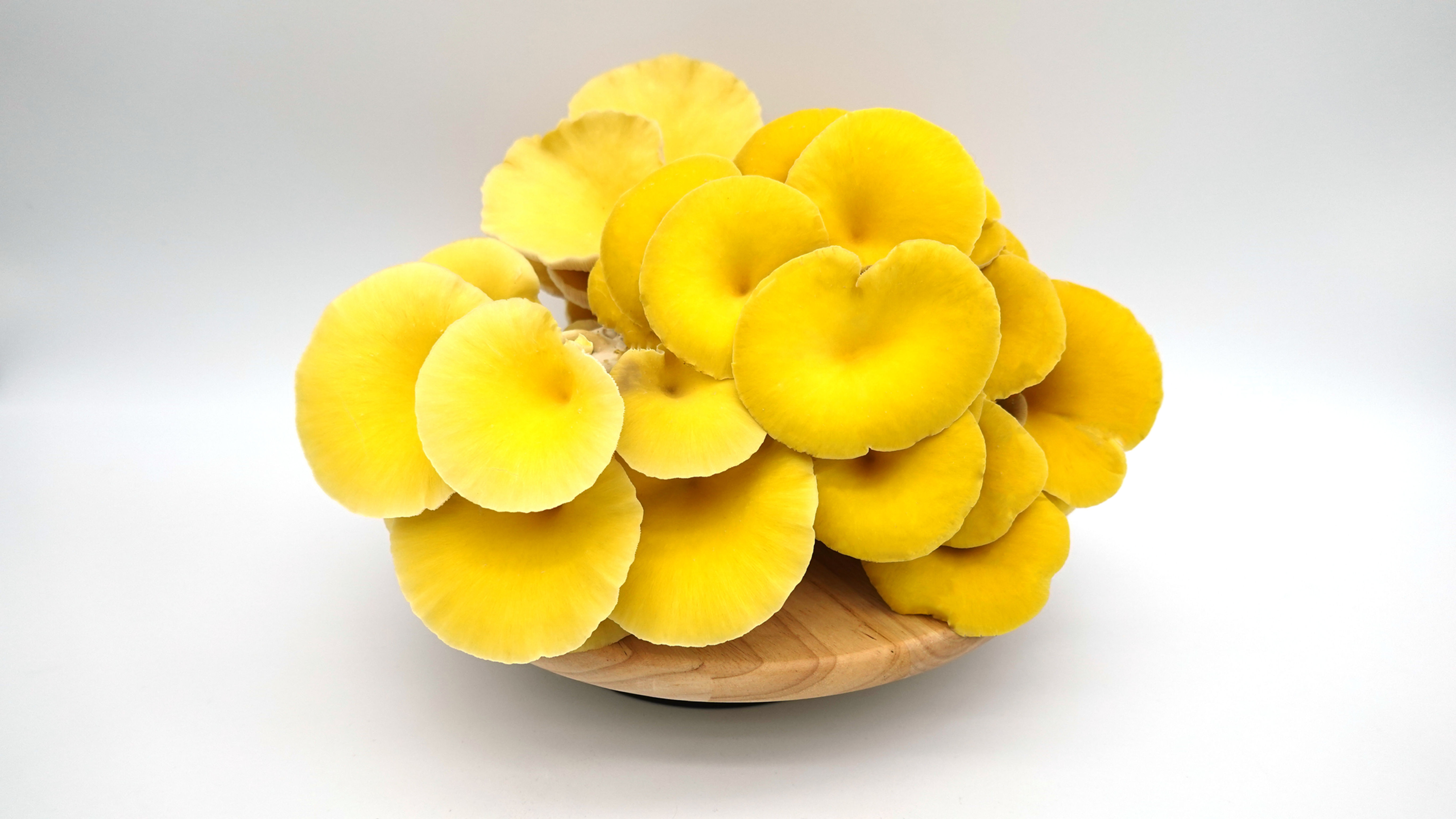 Yellow Oyster Mushrooms