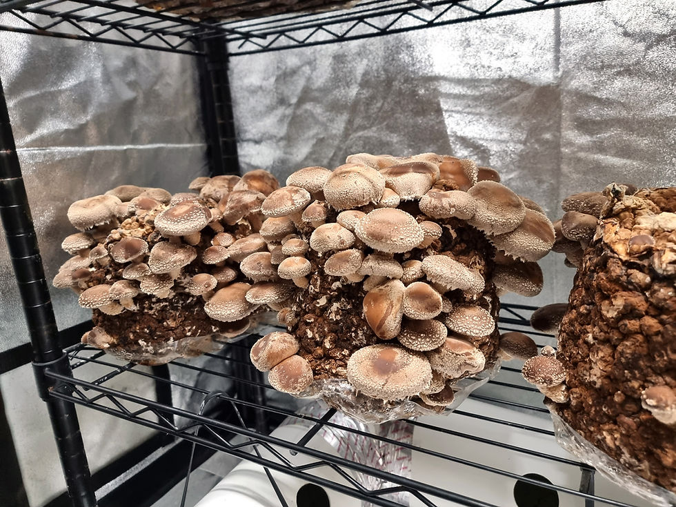 Growing mushrooms in a sterile environment.