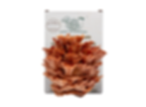 Large Pink Oyster Mushroom Ready-to-Grow Kit (Pre-order)