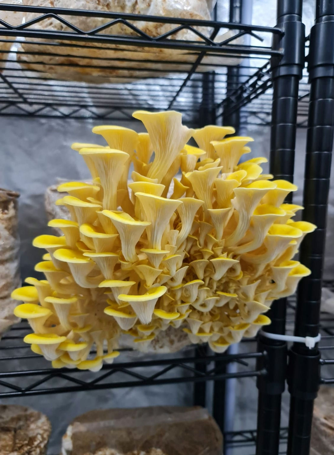 Yellow Oyster Grain Spawn