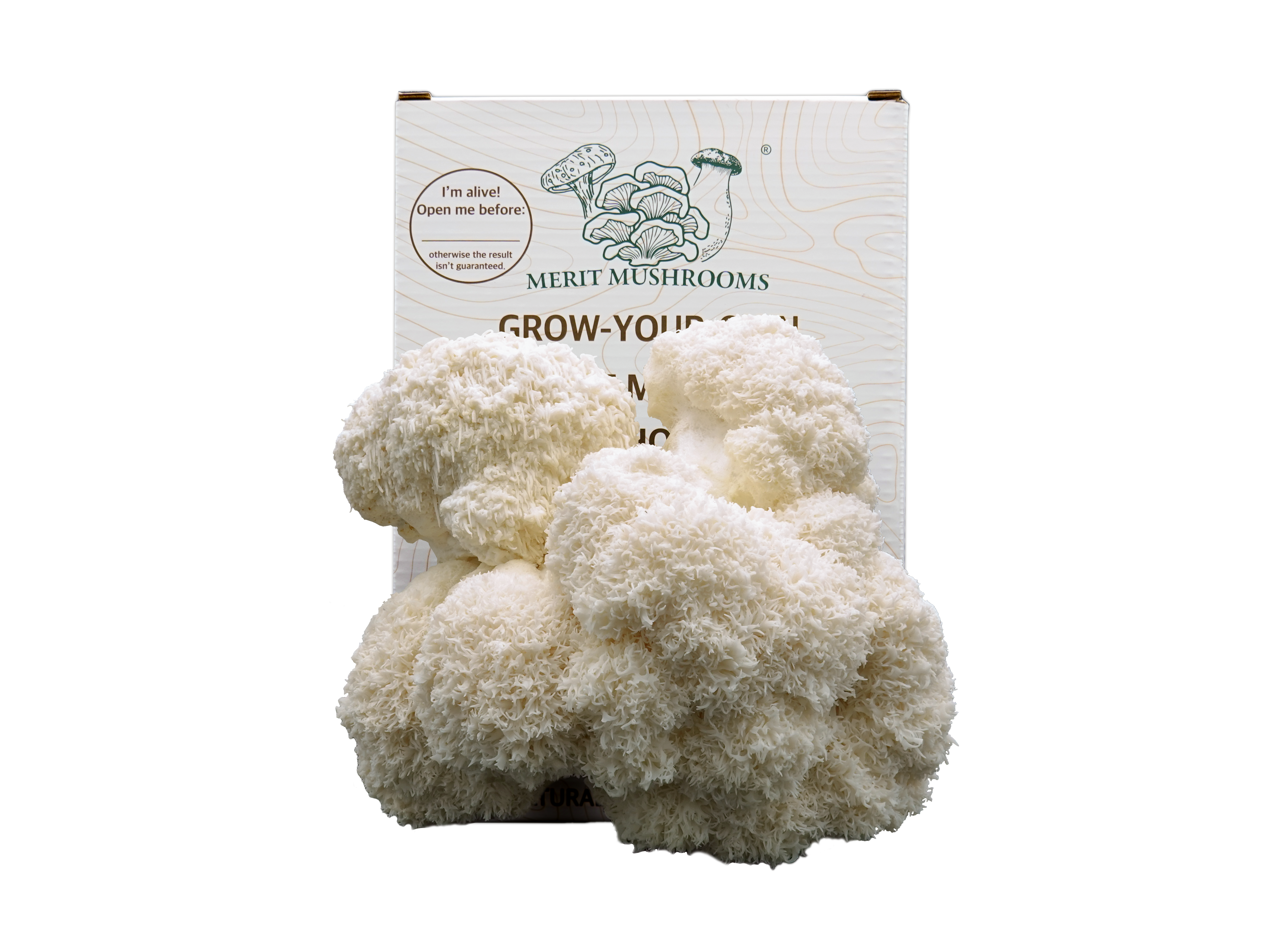 Large Lion's Mane Mushroom Ready-to-Grow Kit