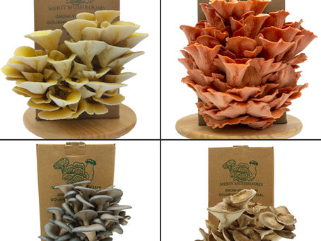 The Best Mushrooms for Beginners: Easy Varieties to Grow at Home