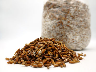 Grain spawn for mushroom cultivation
