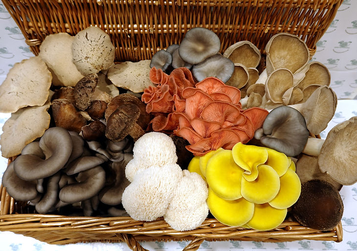 Mushroom Mix Merit Mushrooms