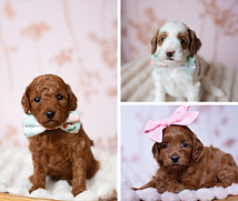 Minimalist Pancake Day Mood Photo Collage.png