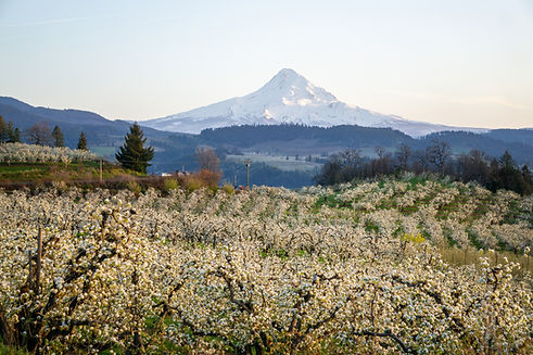 Blooming pear orchards and Mount Hood on a sunny spring day.