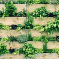 Urban Gardening