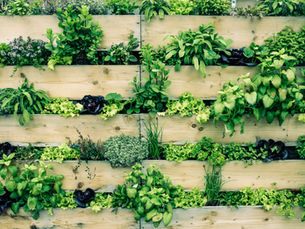Vertical Garden in DIY box