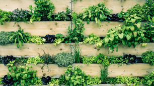 4 Herbs that Boost Candle Spells