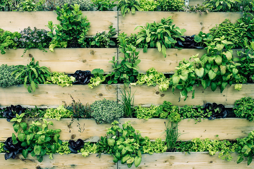 Hampshire Herbs Nursery Events