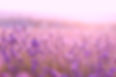 Lavender flowers.jpg