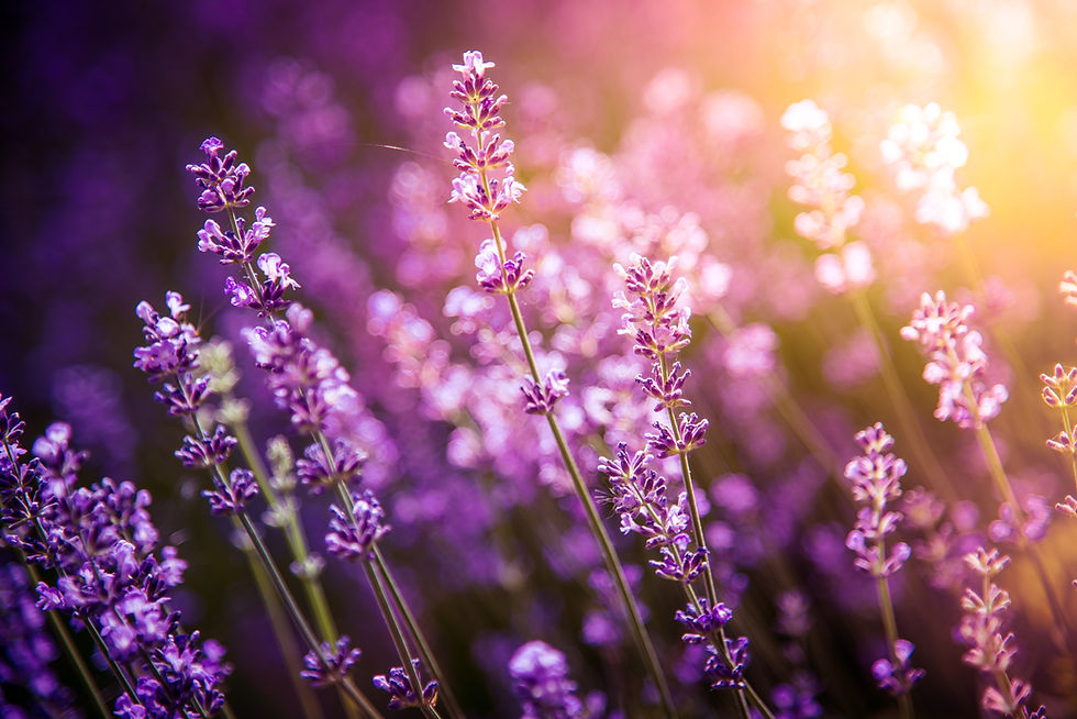 lavender flowers detail and blurred background with beautiful sunset color effect.jpg
