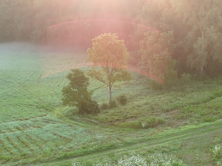 Preparing Habitats for Wildlife: Land Management That Protects Our Future