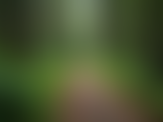 Creating Trails: Building Paths That Connect People and Nature