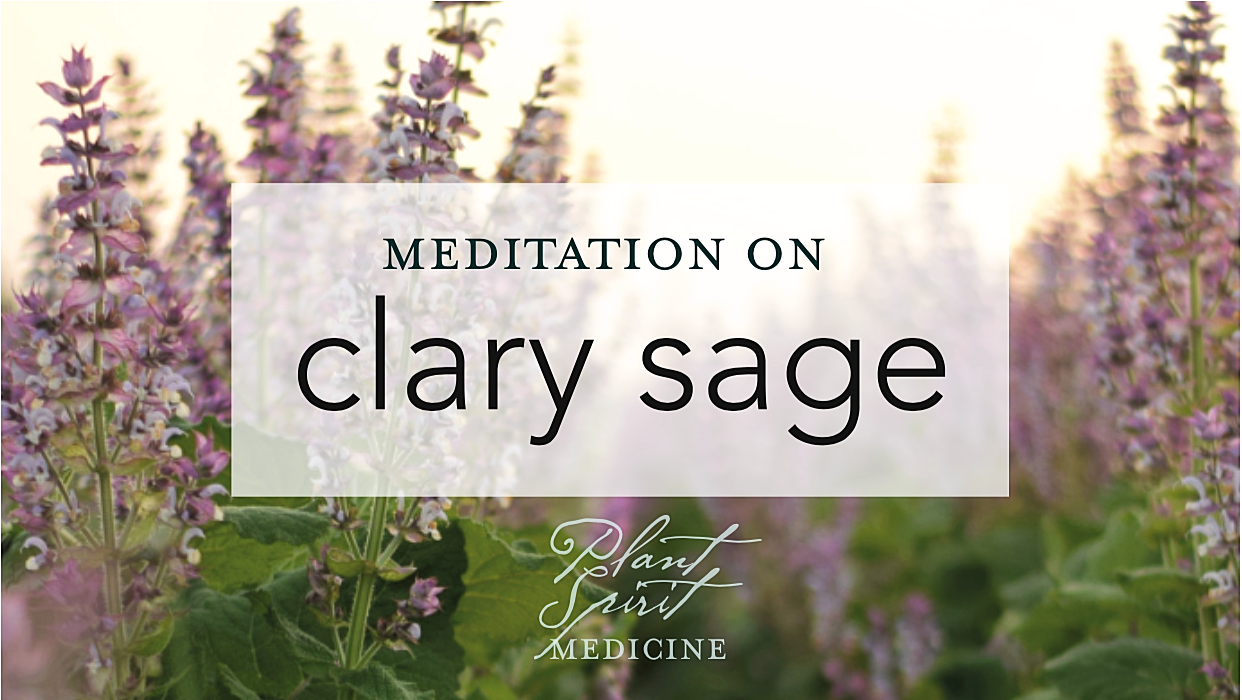 Meditation on Clary Sage